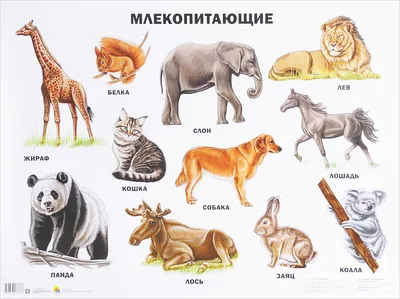 Картинки млекопитающих животных