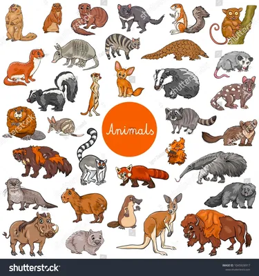 Млекопитающие животные: кто такие, по каким признакам выделяются
