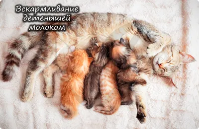 Исчезающие животные России. Млекопитающие | Лагутенко Ольга Игоревна -  купить с доставкой по выгодным ценам в интернет-магазине OZON (170456067)