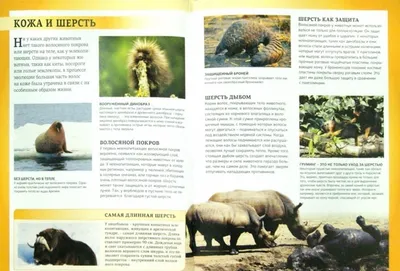 Млекопитающие Удивительный мир животных - Межрегиональный Центр «Глобус»
