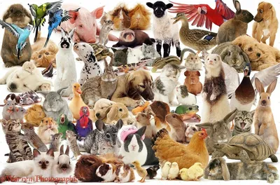 Много животных - красивые фото