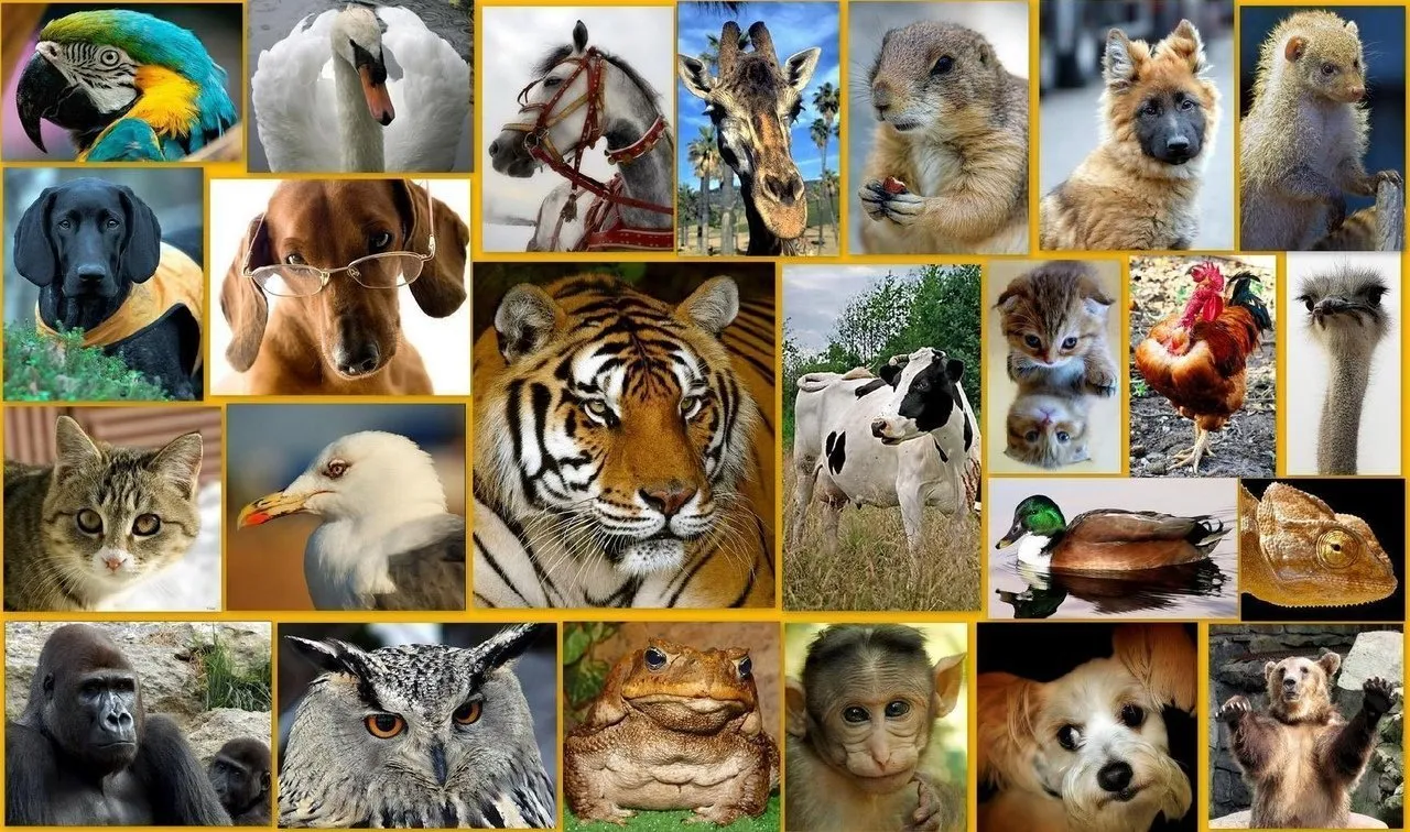 Т к многие виды. Животные коллаж. Множество животных. Много зверей. Животные на одной картинке.