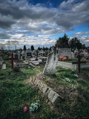 Бродячие собаки раскапывают могилы людей в Шымкенте — Новости Шымкента