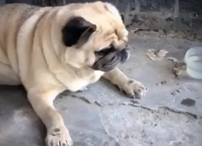 Щенок мопса pug puppy | Щенок мопса, Щенки мопса, Черные щенки мопса