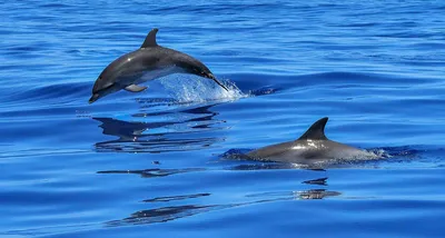 Картинки море дельфины фотографии