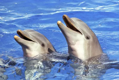 Дельфины Черного моря