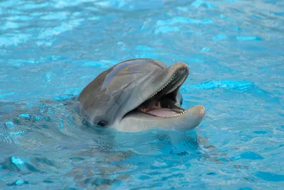 Вирус или \"ослепление\" из-за военных локаторов? В Черном море массово  гибнут дельфины, Россия и Украина спорят, кто в этом виноват