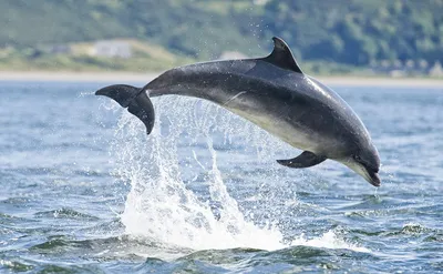 Стоит ли бояться черноморских дельфинов? | Весточка с юга☀ | Дзен