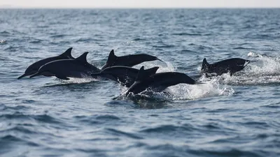 Правда о туризме: почему опасно встретить дельфина в море -  Рамблер/путешествия