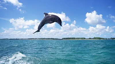На Украине сообщили о массовой гибели дельфинов в Черном море — РБК