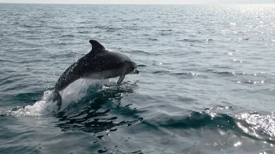 Экологи пытаются разгадать тайну массовой гибели дельфинов в Черном море -  Российская газета