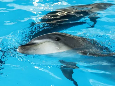 Дельфины Черного моря
