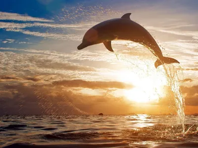 Экскурсии. Достопримечательности Судака — Дельфинарий в Крыму. Экскурсии к  дельфинам в Кара-Дагский дельфинарий, в Коктебельский дельфинарий.