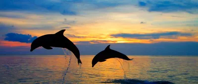Дельфины Рассветы и закаты Море Прыжок Солнце Животные | Delfines, Delfines  en el mar, Ballenas