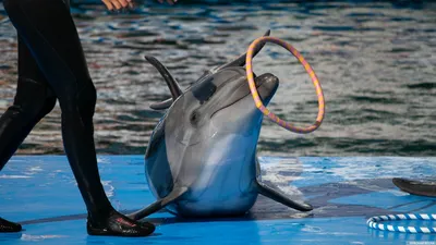 Море дельфины красивый закат» — создано в Шедевруме