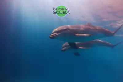 Дельфины – беженцы в Черном море - Общество