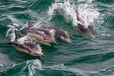 Россия лишилась боевых дельфинов из-за шторма в Черном море - Русская  служба The Moscow Times