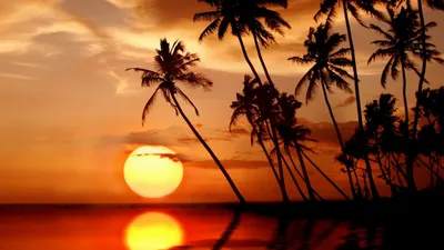 Скачать обои берег, закат, пейзаж, море, пальмы разрешение 1600x1200 #102153