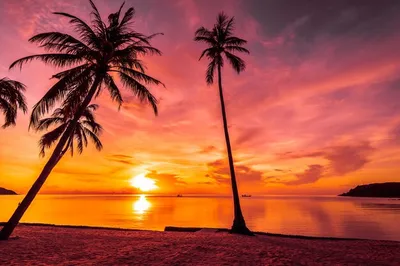 Море, пляж, закат, пальмы - онлайн-пазл