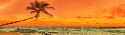 закат, пальмы, тропики, пляж, отпуск, туризм, небо, закат солнца, воды, море  | Pxfuel