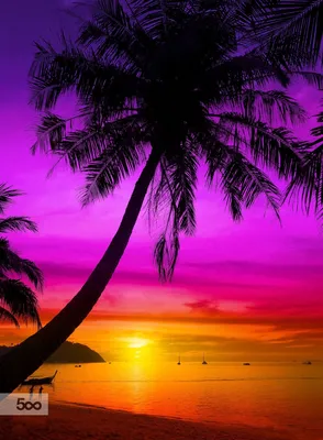 Фото Закат пальмы, более 89 000 качественных бесплатных стоковых фото