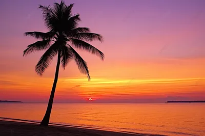 Изображение Закат с пальмой на фоне моря для скинали высокого качества