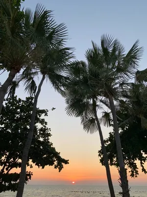 Закат с пальмами рисунок - 75 фото