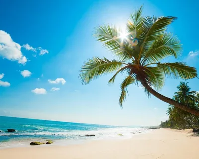 Скачать 800x1200 пляж, море, пальмы, лето, тропики обои, картинки iphone  4s/4 for parallax