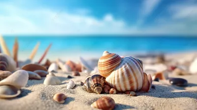 Картинки ракушки, вода, ракушки, волны, океан, море, песок,морская звезда -  обои 2560x1440, картинка №25019