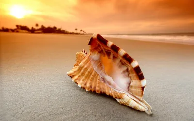 Купить фотообои Морской пляж с ракушками (#7685) | заказать в каталоге  интернет магазина с ценой и фото