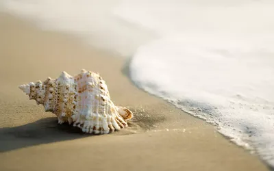Обои Разное Ракушки, кораллы, декоративные и spa-камни, обои для рабочего  стола, фотографии разное, ракушки, кораллы, декоративные и spa-камни,  starfish, тропики, море, пляж, песок, морская, звезда, tropics, sea, beach,  sand, shells Обои для