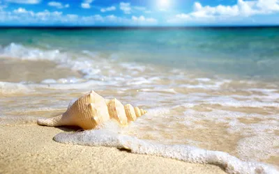 Картинки пальмы пляж море песок (70 фото) » Картинки и статусы про  окружающий мир вокруг