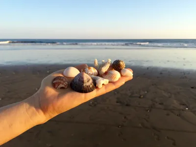 Не только на пляже и в море: как ракушки применяются в науке и технологиях  - Hi-Tech Mail.ru