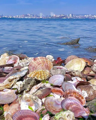 Азовское море ракушки - 68 фото