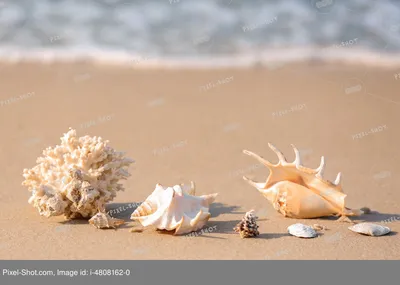 Море пляж ракушки (56 фото) - 56 фото