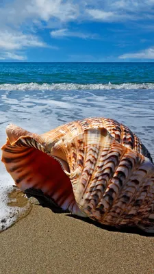 Ракушки, коралл и морская звезда на берегу моря - обои на рабочий стол