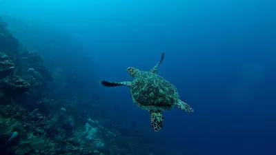 7 удивительных фактов о море - Телеканал «О!»