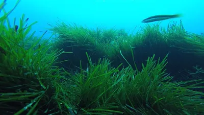 Защита морей и океанов: подводная реставрация спасёт экосистемы? | Euronews