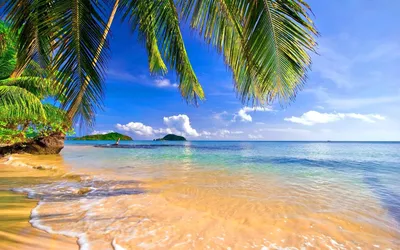 Океан пляж пальмы - фото и картинки: 84 штук