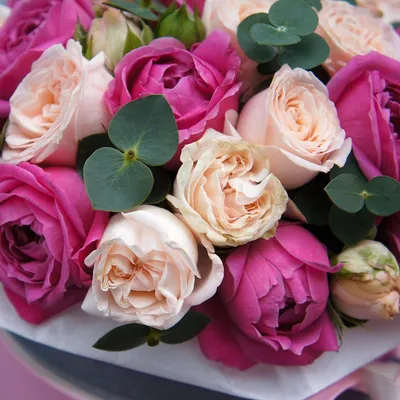 Роза Жанна Моро (Jeanne Moreau) ч/г: саженцы роз, более 400 сортов роз,  розы в контейнере, питомник саженцев роз, розы от производителя. доставка  по всей Украине. качественные саженцы, рассада и саженцы цветов от \"