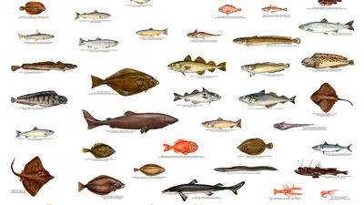 коллекция морских красивых рыб на белом фоне. плоская рыба. векторная  иллюстрация. сбор рыбы. Иллюстрация штока - иллюстрации насчитывающей  конструкция, график: 217306041