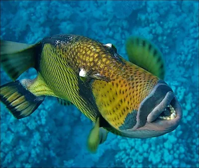 Плоские рыбы красного моря - 56 фото