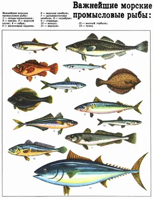 коллекции тропических морских рыб. цветные векторные фрагменты,  изолированные на белом фоне Иллюстрация вектора - иллюстрации насчитывающей  иконы, конструкция: 237176250