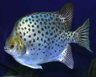 Топ-6 самых красивых морских рыб в мире | Рыбалка и рыбаки | Дзен