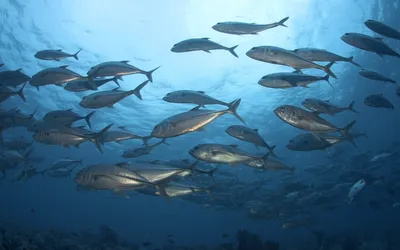 Морской дракон: почему это одна из самых опасных рыб Чёрного моря и что  делать, если он вас ужалил | fish2o | производитель премиум лосося | Дзен
