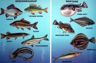 Почему речная рыба костлявее морской? Миф или реальность?