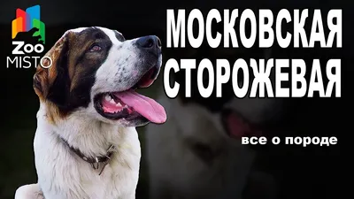Продам щенка московской сторожевой — Тижневик «ЕХО»