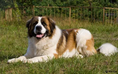 Московская сторожевая собака - щенки, фото и характеристика | Порода |  Pet-Yes