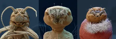 Муха под микроскопом. 4k яркое …» — создано в Шедевруме