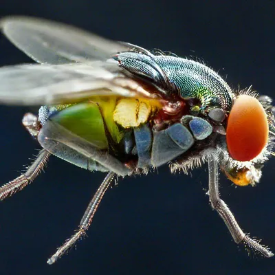 Насекомые под микроскопом | Imágenes microscópicas, Insectos raros,  Mosquitos